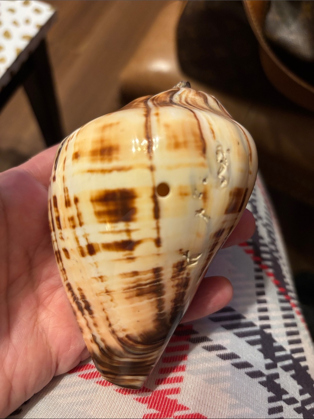 Natural Brown and Cream Decorative Sea Shell Accent - Home Accents